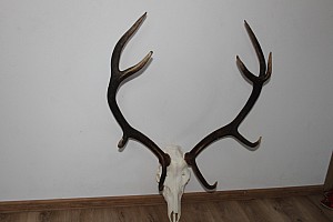 OCENA  BYKÓW 15/16